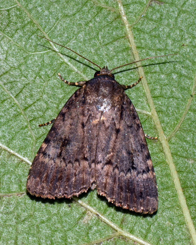 Noctuidae 3